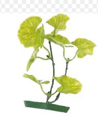  Decoration Multiple Colours Plant